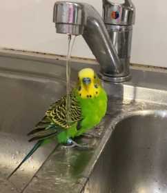 Lost Budgerigar