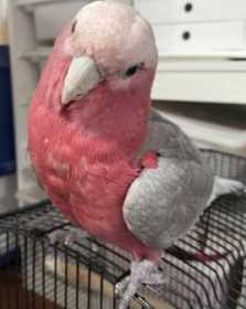 Lost Galah Cockatoo