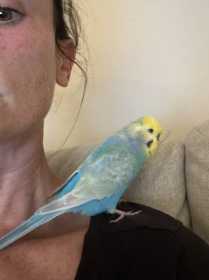 Lost Budgerigar