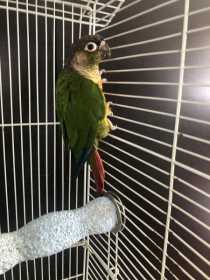 Lost Conure