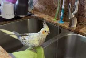 Lost Cockatiel