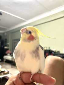 Lost Cockatiel