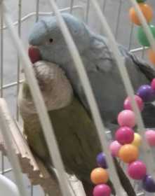 Lost Indian Ringneck Parakeet