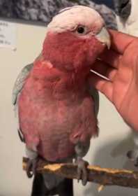 Lost Galah Cockatoo