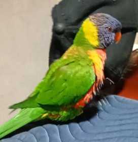 Lost Lory / Lorikeet