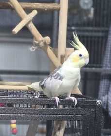 Lost Cockatiel