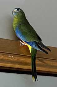 Lost Turquoise / Turk