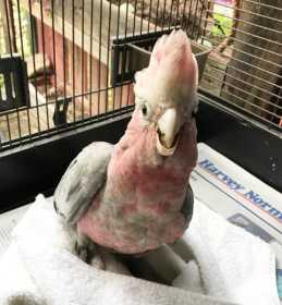 Lost Galah Cockatoo