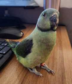 Lost Malabar Parakeet