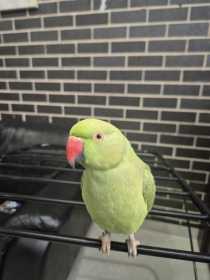 Lost Indian Ringneck Parakeet