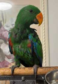 Lost Eclectus