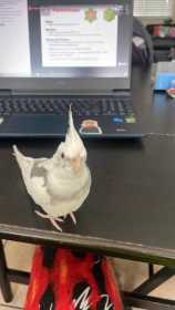 Lost Cockatiel