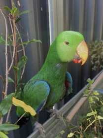 Lost Eclectus