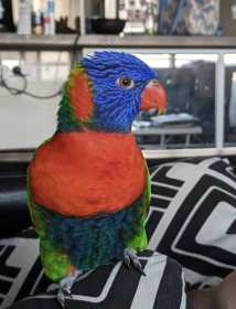 Lost Lory / Lorikeet