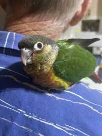 Lost Conure