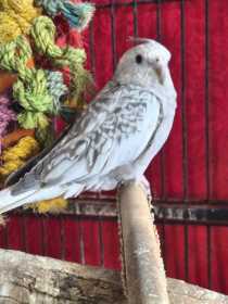 Lost Cockatiel