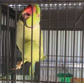 Lost Indian Ringneck Parakeet