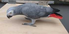 Lost African Grey