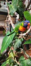 Lost Lory / Lorikeet