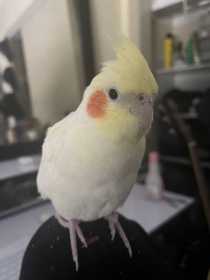 Lost Cockatiel