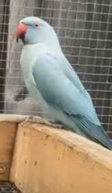 Lost Indian Ringneck Parakeet