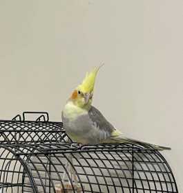 Lost Cockatiel