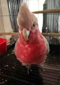 Lost Galah Cockatoo