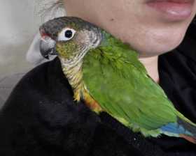 Lost Conure