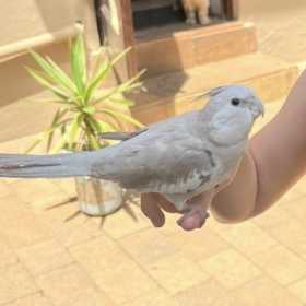 Lost Cockatiel
