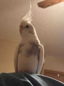 Lost Cockatiel