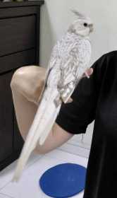 Lost Cockatiel