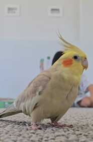 Lost Cockatiel