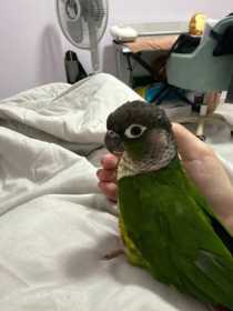 Lost Conure