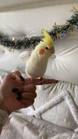 Lost Cockatiel