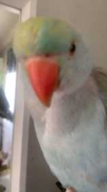 Lost Lacewing Ringneck Parakeet