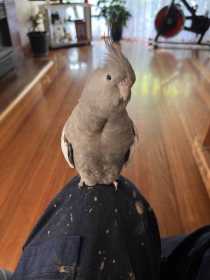 Lost Cockatiel
