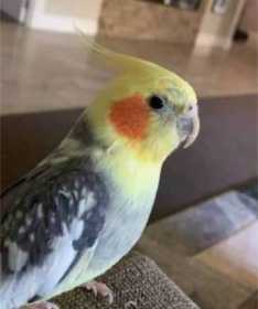 Lost Cockatiel