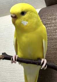 Lost Budgerigar