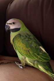 Lost Mustached / Moustached Parakeet