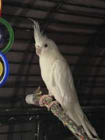 Lost Cockatiel