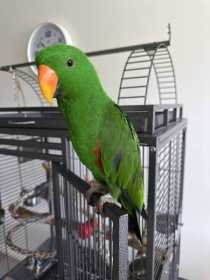 Lost Eclectus