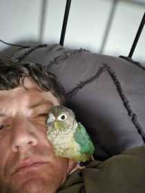 Lost Conure