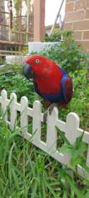 Lost Eclectus