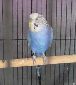 Lost Budgerigar