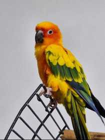 Lost Conure
