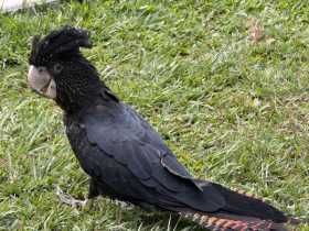 Lost Black Cockatoo