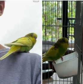 Lost Budgerigar