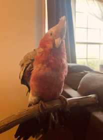 Lost Galah Cockatoo