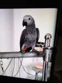 Lost African Grey