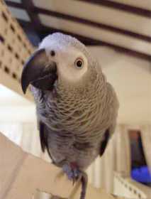 Lost African Grey